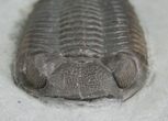 Silica Eldredgeops (Phacops) Trilobite - #4645-3